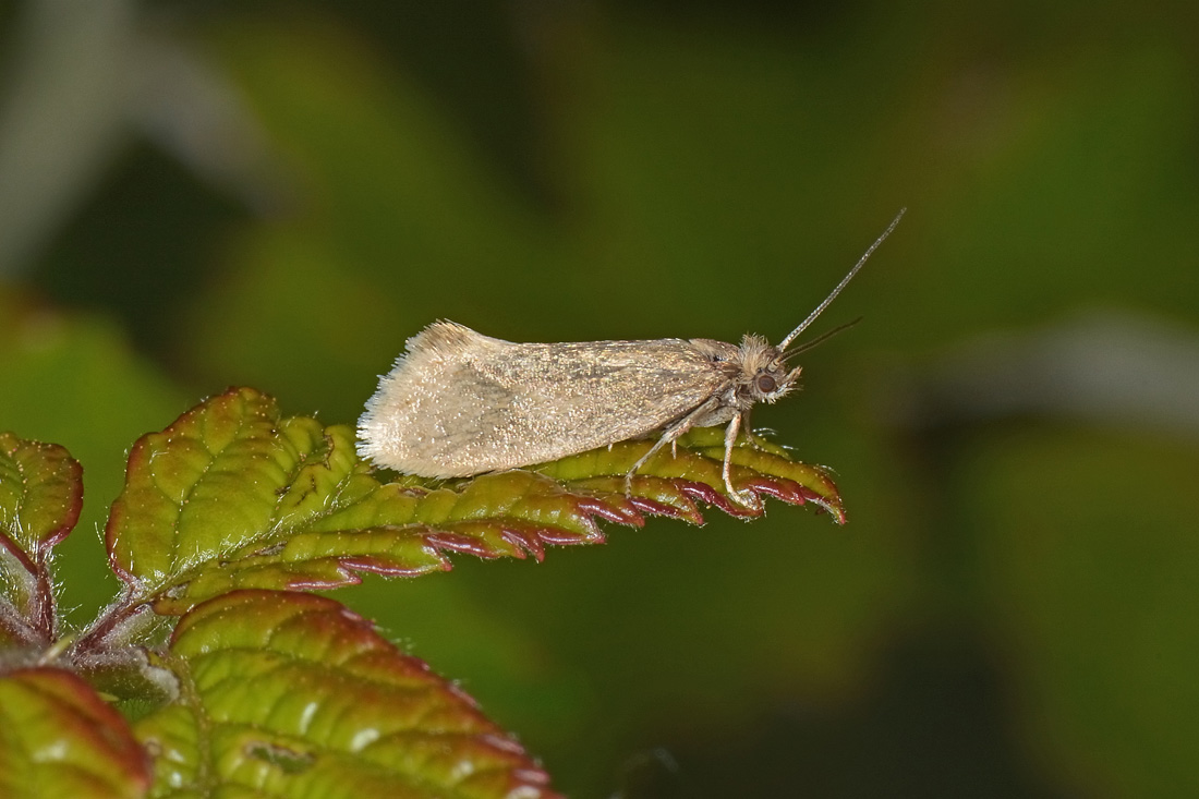 Eriocottidae? S, Eriocottis sp.